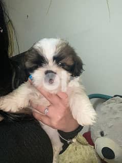 Shihtzue Puppies for Sale 0