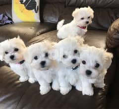 Beautiful Maltese puppies 0