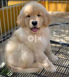 Beautiful golden retriever puppies Whatsapp me +37063204763 0