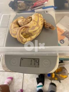aadorable ball python for sale 0