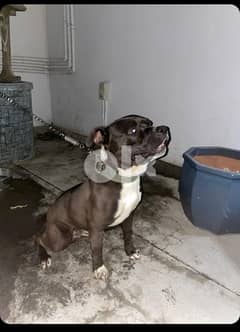 american bully male for sell one yrs old high quality 0