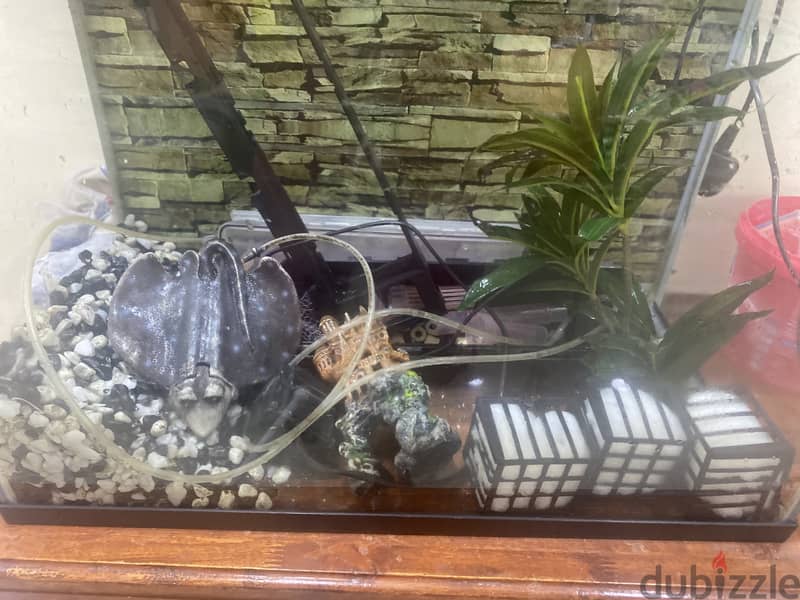 Fish Tank with Free Accessories 1