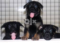 يراوه جيرمن شيبرد German Shepherd puppies