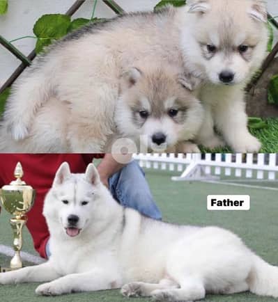 husky puppies top quality with pedigree