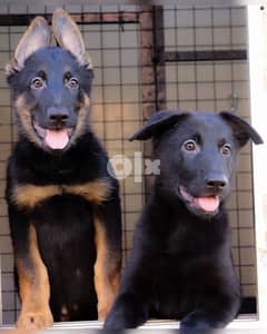 2 and a half months German Shepherd puppies 0