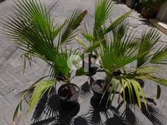 Washingtonia palms 0