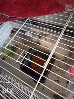 Rabbit male and female with Cage for sale 0