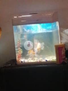 fish aquarium with 3 fishes 0