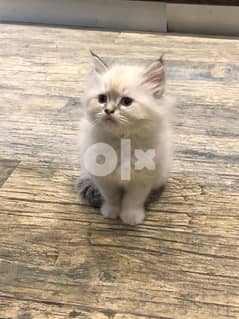 Birman Kittens for Sale 0