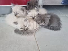 2 months kittens for sale 0