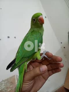 i want to sale green ring neck very nice baby 37 bd 0