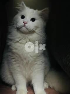 Persian male 7 month old cat also also vaccinated 0