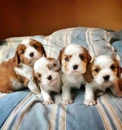 Gorgeous CAVALIER KING CHARLES Puppies 0