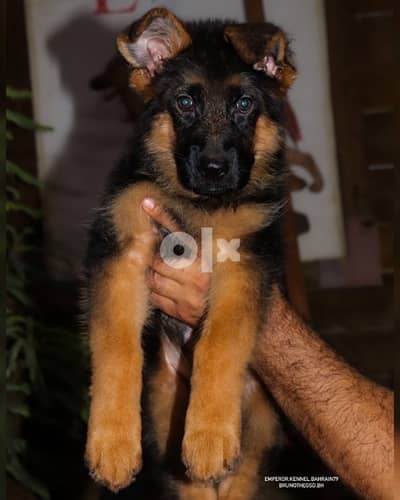 short hair male and female German Shepherd