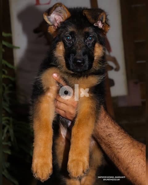 short hair male and female German Shepherd 0