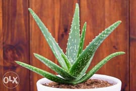 Aloe Vera - Home Grown 0