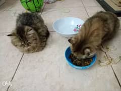 two cats/40 bd only 0