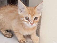 orange kitten for sale / كتن برتقاليه للبيع 0