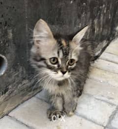 female kitten for sale / كتن نثية للبيع 0