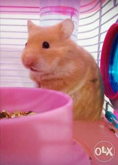 انثى هامستر للبيع - Female hamster for sale 0