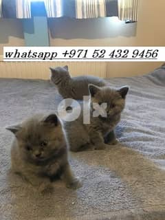trained lilac bsh kittens 0