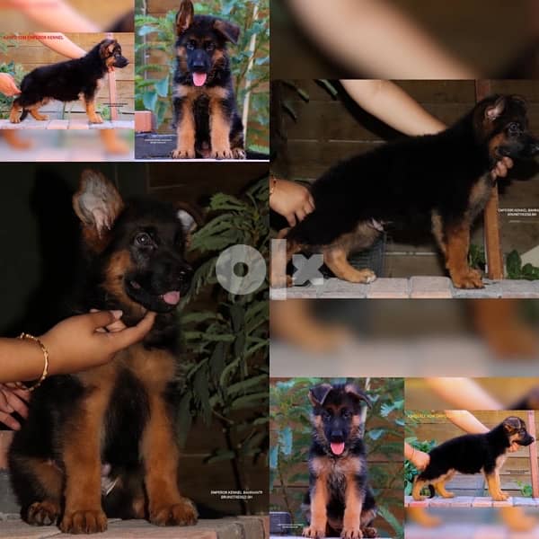 show quality German Shepherd puppies يراوه جيرمن شيبرد مستوى عالي 1