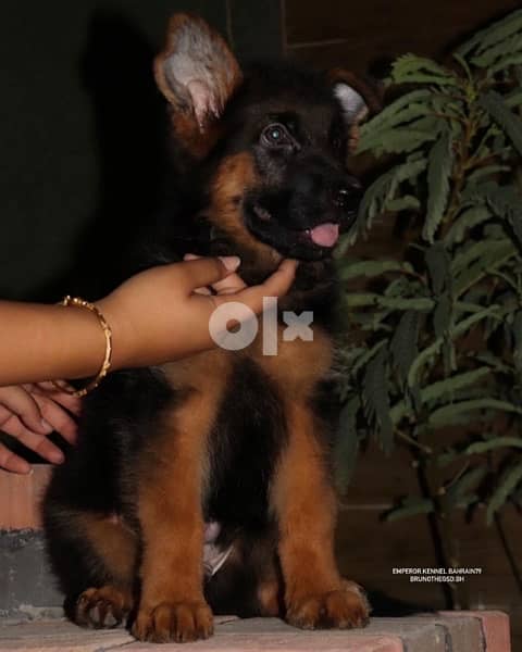 show quality German Shepherd puppies يراوه جيرمن شيبرد مستوى عالي 2