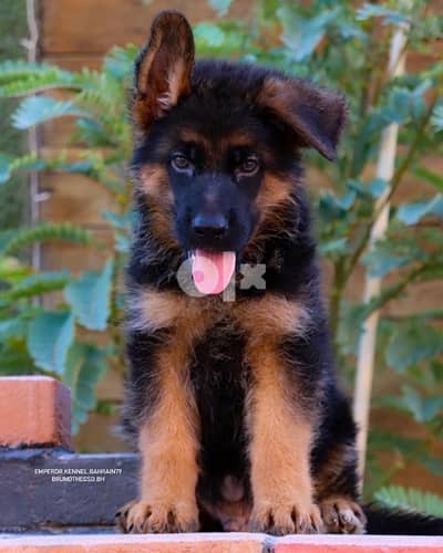 show quality German Shepherd puppies يراوه جيرمن شيبرد مستوى عالي