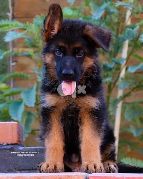 show quality German Shepherd puppies يراوه جيرمن شيبرد مستوى عالي 0