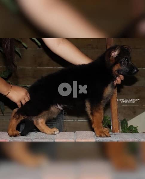 show quality German Shepherd puppies يراوه جيرمن شيبرد مستوى عالي 3