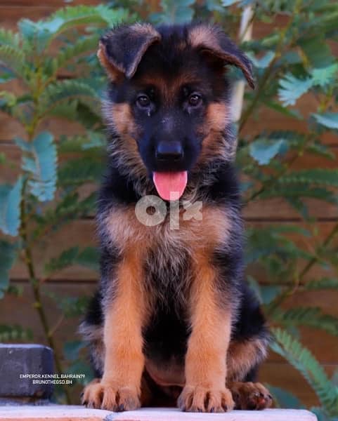 show quality German Shepherd puppies يراوه جيرمن شيبرد مستوى عالي 4