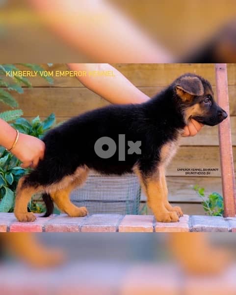 show quality German Shepherd puppies يراوه جيرمن شيبرد مستوى عالي 5