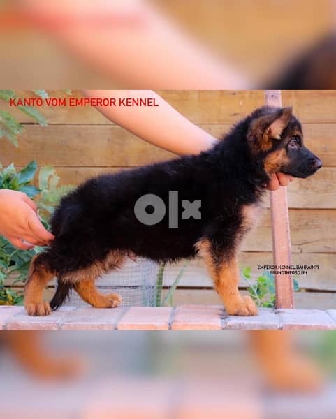 show quality German Shepherd puppies يراوه جيرمن شيبرد مستوى عالي 6