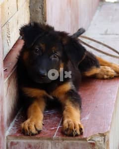 last 2 German Shepherd puppy جيرمن شيبرد يراوه 0