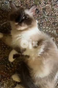 for free female Himalayan cat 0
