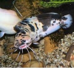marble catfish 12 inches 20 fish i have 0