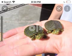 baby turtle for sale 0