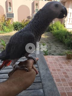 African grey parrot for sale sex unknown age around 5 month 0