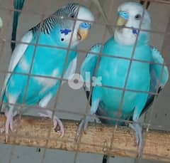 Budgies for Sale 6 Bd per pair 0