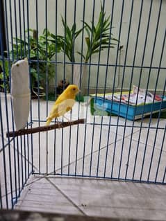 Male Canary 5 month old, home bread 0