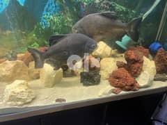 Two pacu fishes and one flowerhorn for sale 0