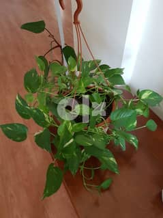 House Money Plant with Pot 0