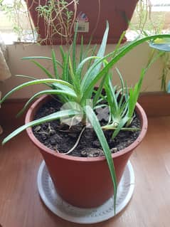 Aloe Vera House Plant with Pot 0