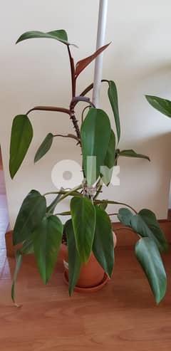 Blushing Philodendron House Plant with Pot 0