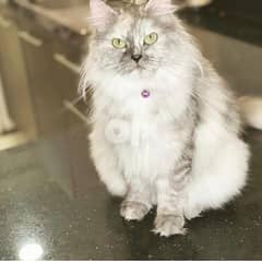 for adoption Persian cat 3years old fully vaccinated 0