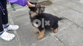 healthy German Shepherd puppy for sale WhatsApp only +1(408) 753-0689 0