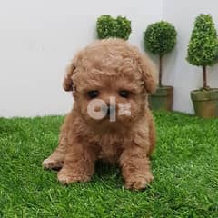 Excellent toy poodle puppy for sell WhatsApp now +1(408) 753-0689 0