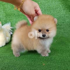 Healthy pomeranian puppy for sell WhatsApp only +1(408) 753-0689 0