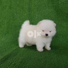 healthy and pure Pomeranian puppy for sell WhatsApp +1(408) 753-0689 0