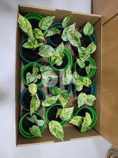 Plants for Sale, starts from 1 BD to 15 BD. 0
